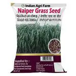 i Agri Farm Napier Grass Seed - 1Kg - Pennisetum purpureum/Elephant grass seed/Multicut Grass Seed/for Goat,Cow,Livestock and Cattle