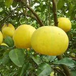 Cloud Farm Thai All Time SeedLess Lemon Plant Nimbu Plant Nibu plant All time Hybrid Lemon tree Plant Height 1.5 Ft,CF_L26