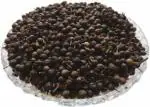Tamransh Shital Chini Seed, 50 Seeds