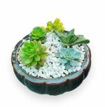 MVM e-comerce Succulent Plant Live Combo Set Of Five Without Pot