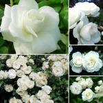 Cloud Farm Rare White Double Rose Plant- Flowering Plants Flowers Garden Hybrid Button Rose Plant CF_1040