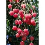 Cloud Farm Dwarf Sweet Litchi Hybrid Tree 1.5ft Healthy & Fresh Short Time Lychee Plant Air Layered||Grafted Fruit Healthy Plant with Polybag,CF_T92