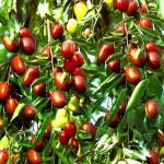 Baishnab Ber Apple PlantKul PlantLive Apple Ber / jujube Fruit Plant - 1 Live Fruit Plants