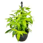 Hug A Plant Dracaena Golden Milky / Milky Bamboo Hanging Plant With Pot