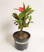 Baishnab Euphorbia PlantMili PlantDragon Fruit White