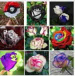 NSKON Exotic Rose Flower Seed, 6 Types Of Plant Seed (Pack Of 36)