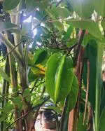 Cloud Farm Rare Star Fruit Grafted Healthy plant [CF03011]