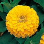 Tamransh Ginni Enterpris Zinnia Giant Yellow, 25 Seeds