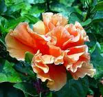 Online Plant Bazar Orange Pune Hibiscus Joba Live Plant