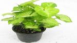 Platone Syngonium Plant Syngonium Live Indoor Plant with Plastic Without Pot