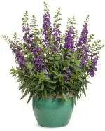 Garden Art Green Angelonia New Hybrid Perennial Plant Including Nursery Grower Fibreclay Flower Pots