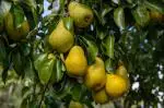 Online Plant Bazar Yellow Pear Nashpati Fruit Live Plant-N3