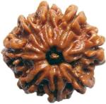 Shivoham 8 Mukhi Nepal Rudraksha Certified Wooden Yantra
