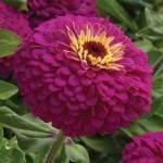 PARYAVARAAN Zinnia Purple Flower Desi Seeds Summer Variety Special (Purple)