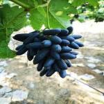 Corofitam Grapes Plant_grape plant dbajd pa(x284