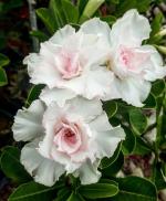 Online Plant Bazar Multicolor Adenium Live Plant