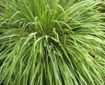 Plantzoin Lemon grass Gandhatrina Cymbopogon citratus Dhannantari Live Plant