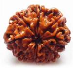 Shivoham 8 Mukhi Rudraksha Certified Wooden Yantra