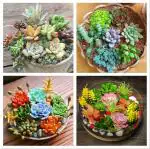 NooElec Seeds India 60+ SEEDS - Air Purifier Succulent Cacti Cactus Seeds For Planting Grow Year Round, Grow Indoor/Outdoor Both.