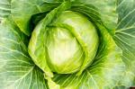 MOZETTE Cabbage Vegetable Seed (48 per packet)