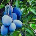 Cloud Farm Thailand Blue Mango Plant - Rare Thailand Variety - Grafted Healthy Plant pack of 1 and Healthy plant CF_N1_19
