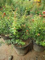 Platone Pomegranate PlantBedana PlantPomegranate Plant&56 v