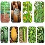 CooPany Best Collection Combo 9 Variety Climbing Vegetable Seeds
