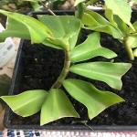 PLATONE Insulin Plant_insulin plant hbsud pai(x378