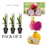Dishita - Go Green hybrid Dragon fruit pack of 3 plant Outdoor/Indor For Garden and Home