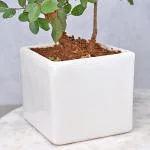 FlowerAura Decorative Red Rose Air Purifying Live Indoor Plant In White Ceramic Vase Pot Gift's For Valentine's Day And Living Room, Balcony, Bedroom, Table Decor, Office/Home Decoration