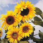 PARYAVARAAN Flower Seeds - Sunflower Russian Giant Hybrid Flower Seeds For All Season ( 200 Seeds )
