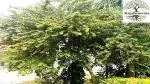 PLATONE Shami Khejri Tree Prosopis cineraria Living Plant, it is a plant not a seed(Pack Of1)