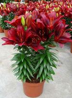 PARYAVARAAN Bulbs Asiatic Lily Bulbs Double Petal Red Colour Flower For Home Gardening Pack of 10 bulbs