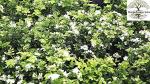PLATONE Kamini Simaali Orange Jasmine Kaamimi Phool plant, it is a plant not a seed(Pack Of1)