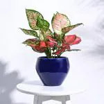 Ugaoo Apple Ceramic Pot - (Big, Dark Blue)