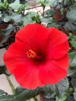 Online Plant Bazar Red Dwarf Exotic Hibiscus Double Petal