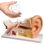 GVSSCO Professional PVC Outer Middle Inner Ear Model with Base for Medical Demonstration - 5 Times Human Ear Anatomy Model