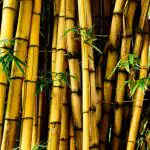Hug A Plant Yellow Bamboo Plant Ornamental Live Plant (Home & Garden)