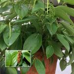 ONLINE PLANT BAZAR BLACK PEPPER / KALA MIRCH PLANT(PACK OF-1)