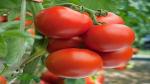 PLATONE High Yield Hybrid Rare BEEFSTEAK TOMATO(Pack Of1 pack of seed)