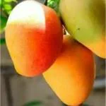 Cloud Farm Alphonso Mango Plant 