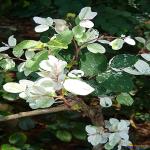 Kapebonavista phyllanthus nivosus