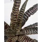 Ashokavanam Cryptanthus Fosterianus Plant (Earth Star)