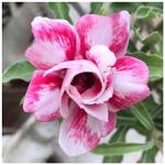 Indian Gardens Green Adenium Obesum Grafted Double Guaranteed Live Plants With Pot code 24