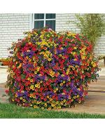 Afflorance Flower Seeds