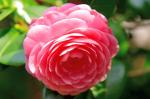Online Plant Bazar Pink Camellia Flower Live Plant-P12