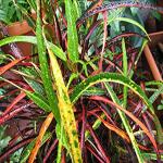 Kapebonavista Codiaeum variegatum Zanzibar Croton Zanzibar Plant