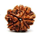 Feel Touch Mart 7 Mukhi Nepali Seven Faced Rudraksha Natural by Lab Certified