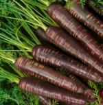 XOLDA Dragon fruit Seed (26 per packet)