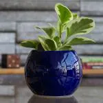Ugaoo Football Blue Ceramic Pot (5.11 Inch Diameter)